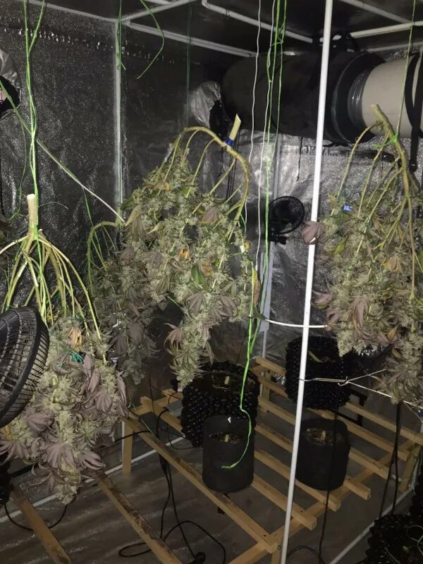 Конопля. Плантации наркотиков. Мини плантация гровера в квартире. Village grow