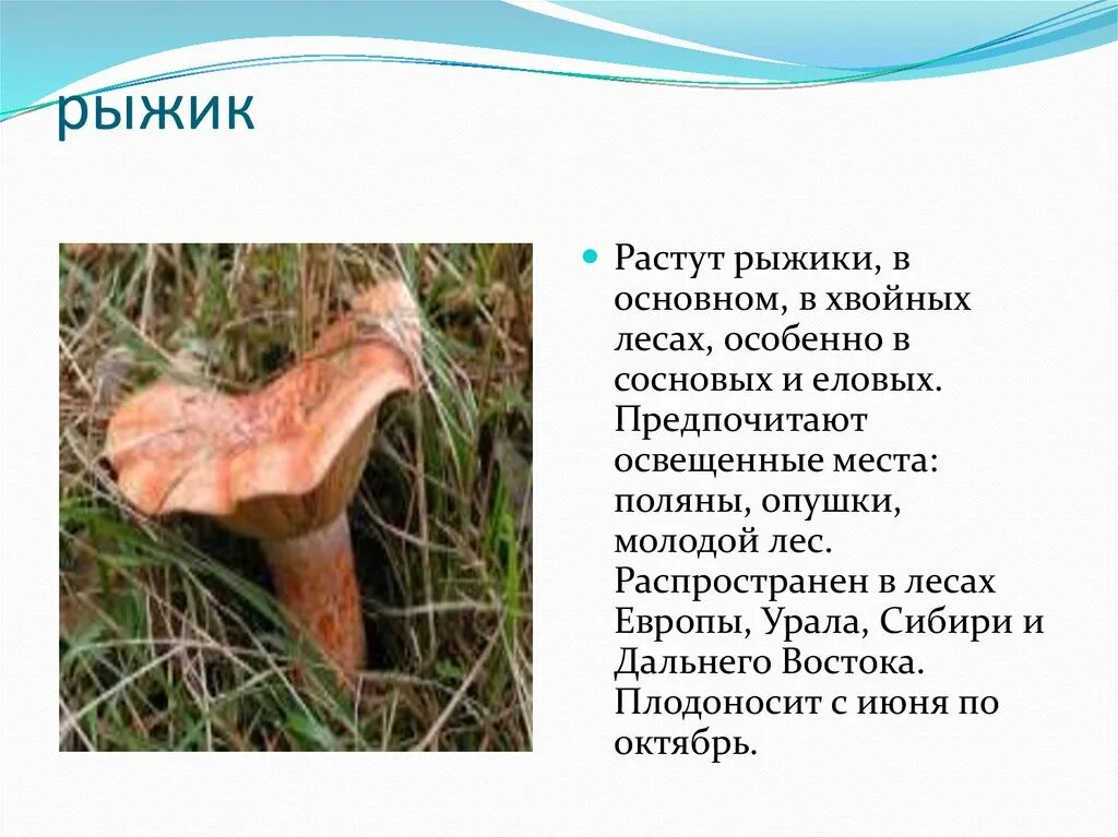 Определите тип питания рыжик настоящий береза белая. Сообщение о съедобных грибах. съедобные грибы презентация. рыжики грибы. съедобные грибы доклад.