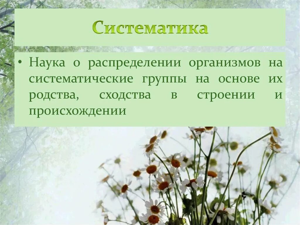 Систематика. Систематика растений. Понятие о систематике. Основы систематики растений. Понятия систематика