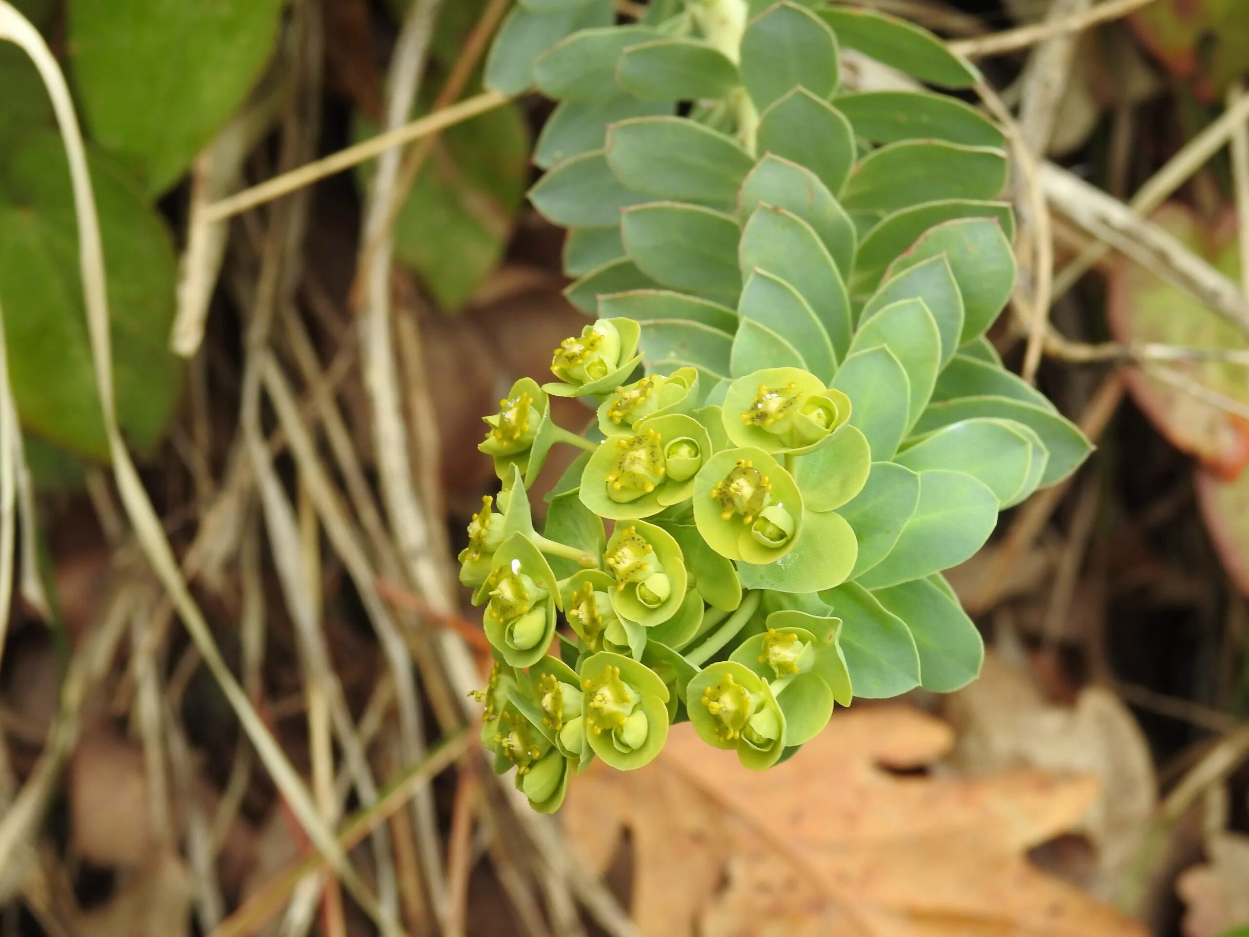Молочай обыкновенный. Молочай миртолистный. молочай канарский euphorbia canariensis. молочай четырехгранный. молочай алтайский.