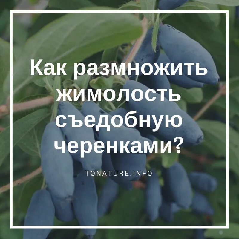 Как размножается жимолость. Черенки жимолости. Черенкование жимолости съедобной. Размножение жимолости. Черенковать жимолость.