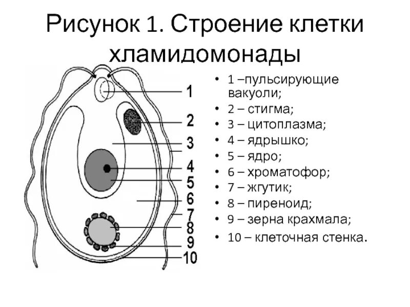 Органоиды водорослей. Строение водоросли хламидомонады. Схема одноклеточной водоросли. Строение клетки водоросли. Хламидомонада строение рисунок.