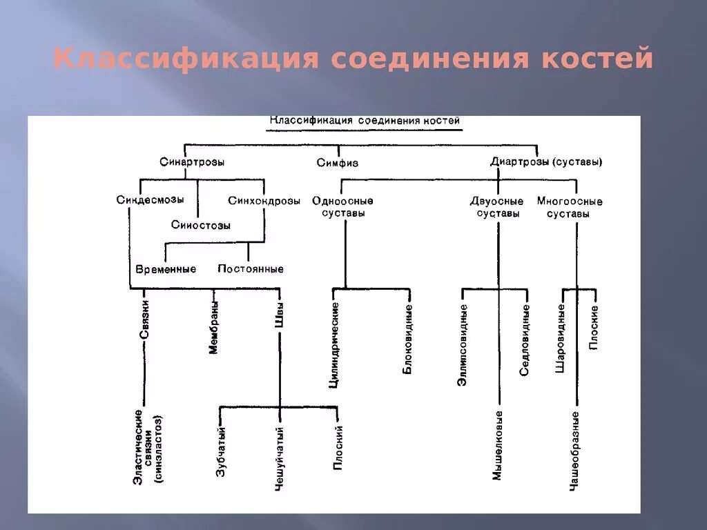 Классификация соединений костей скелета. Анатомическая классификация соединений костей. Классификация соединения костей таблица. Графологическая структура соединения костей.