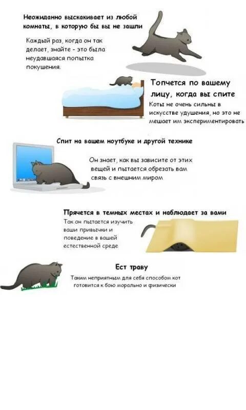 Как понять что кошка заканчивается. Как понять кота. как понять что хочет кот. как понять что кошка хочет кота.