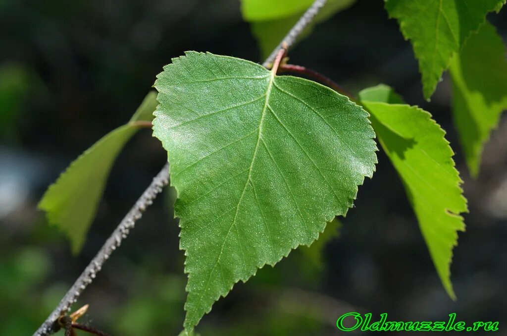 Какие листья у березы. Береза повислая листья. betula pendula лист.