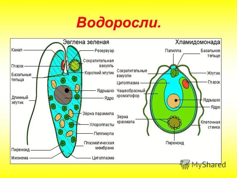 Общее строение водорослей. Строение клеток зеленых водорослей. Из чего состоит клетка водоросли. Изучение особенностей строения водорослей.