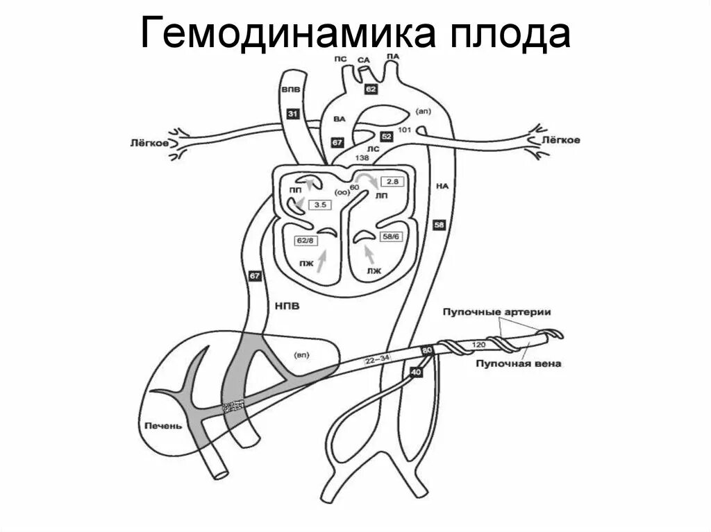 Гемодинамика при беременности. Кровообращение плода. Гемодинамика схематично. Кровообращение плода схема. Схема нормальной гемодинамики.