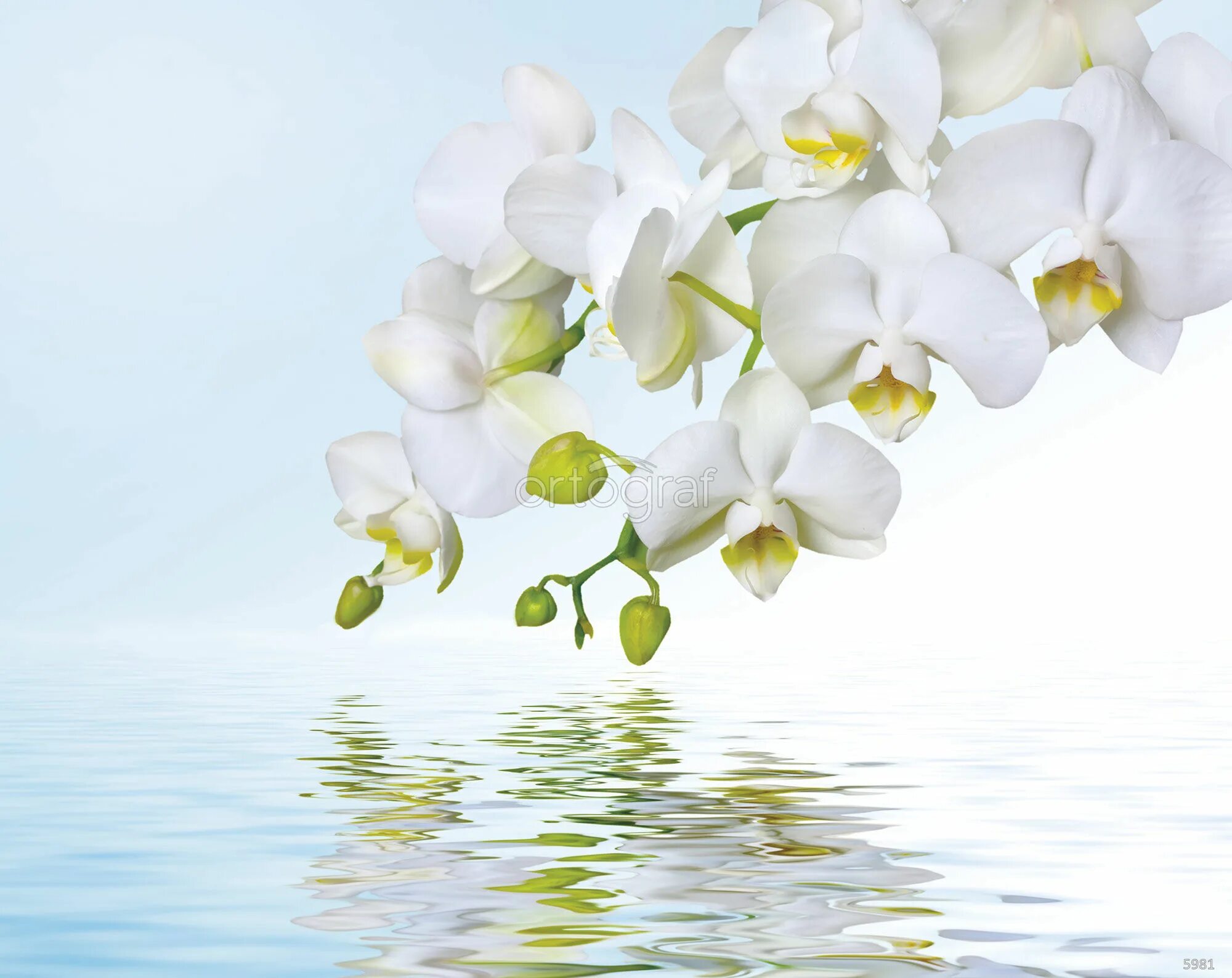 Ватер Вайт Орхидея. Фотообои цветы. Орхидея белая. Фотообои Орхидея над водой.