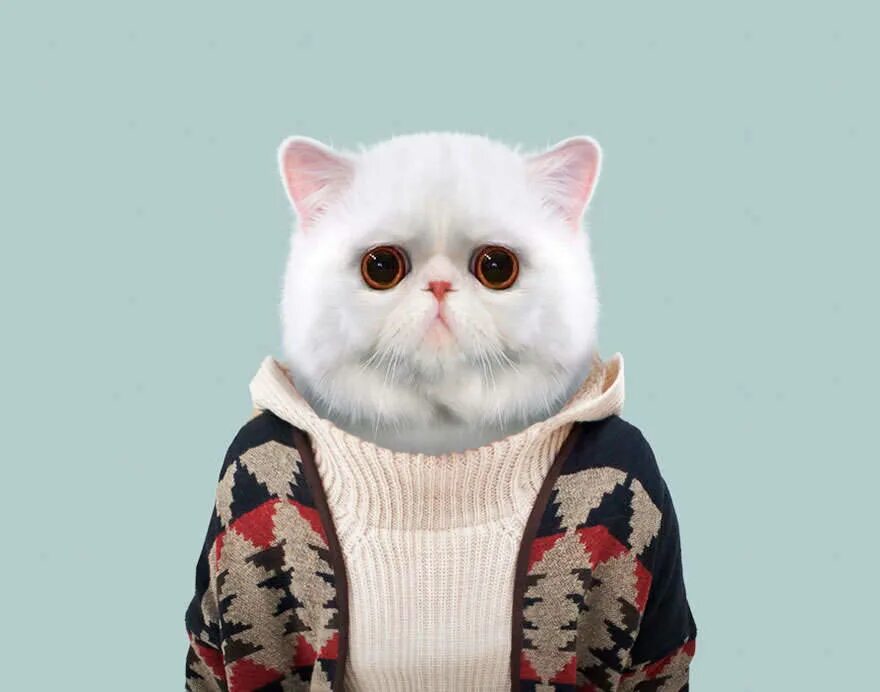 Животные в одежде. Модные котики. Кот в одежде. Стильный кот.