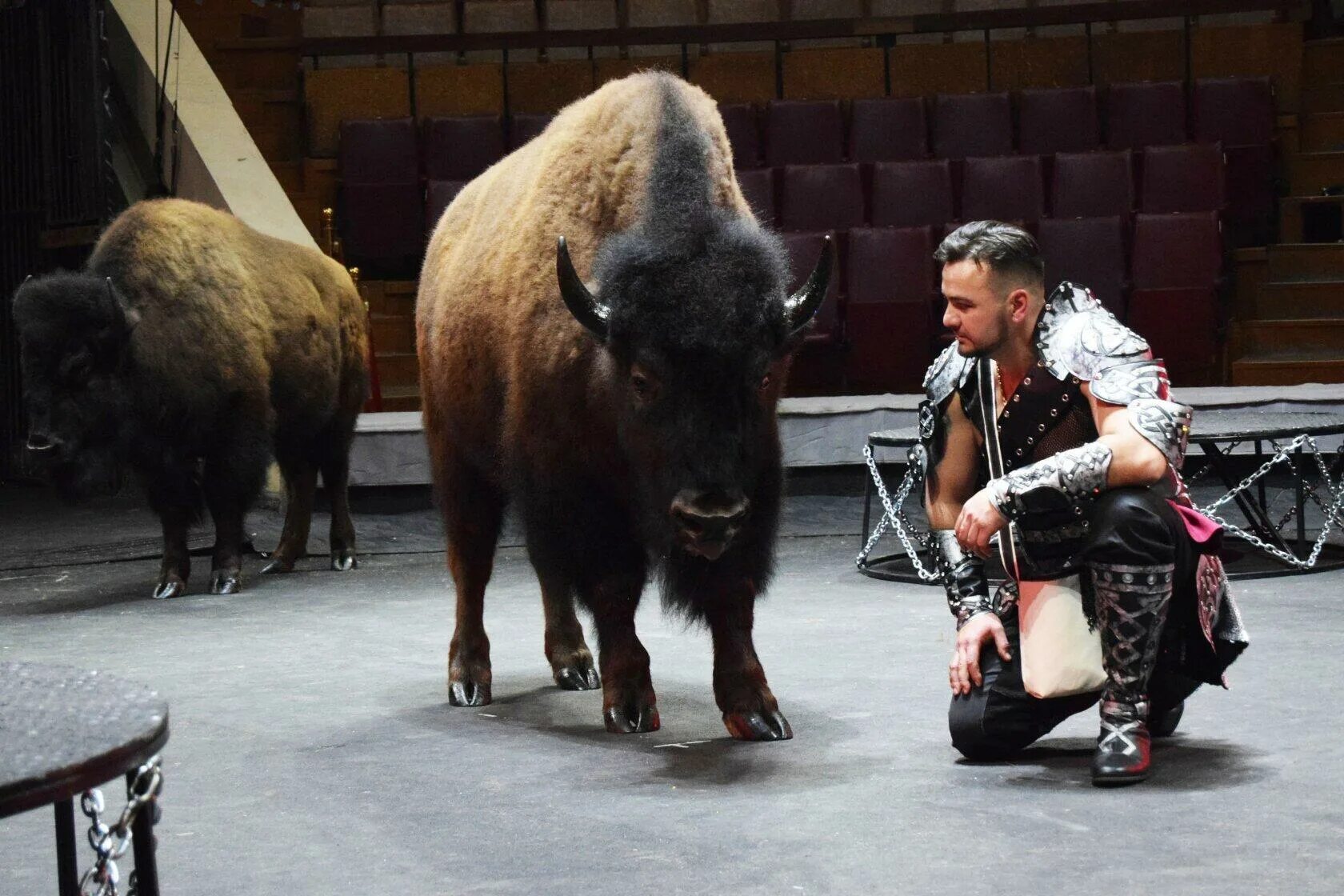 В цирке представление. Циркис бозебы. Директор нижегородского цирка. Слон в цирке. Цирк братьев гертнер.
