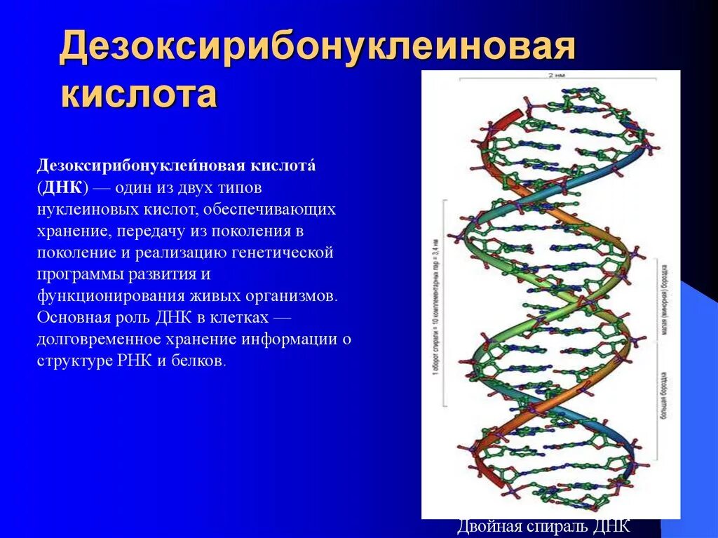 Днк находится в каждой клетке. Дизоксирибонаклюинованная кислота ДНК. Дезоксирибонуклеиновая нуклеиновая кислота. Линейная структура ДНК. Общие понятия о дезоксирибонуклеиновых кислот.