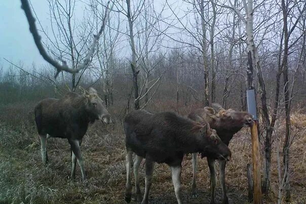 Опасен ли лось и кабан. Лоси в Рязанской области. Животные Рязанского леса. Кабан косуля Лось.
