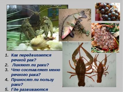 Рак их жизнь