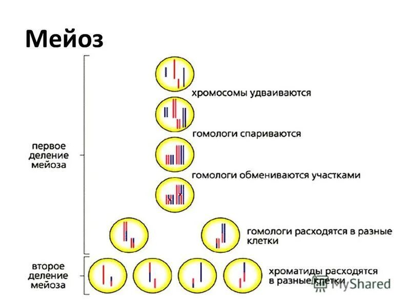 Биологическая сущность мейоза состоит в. Фазы клеточного деления мейоз. Процесс мейоза схема. Схема мейоза редукционное деление. Этапы деления клетки мейоз.