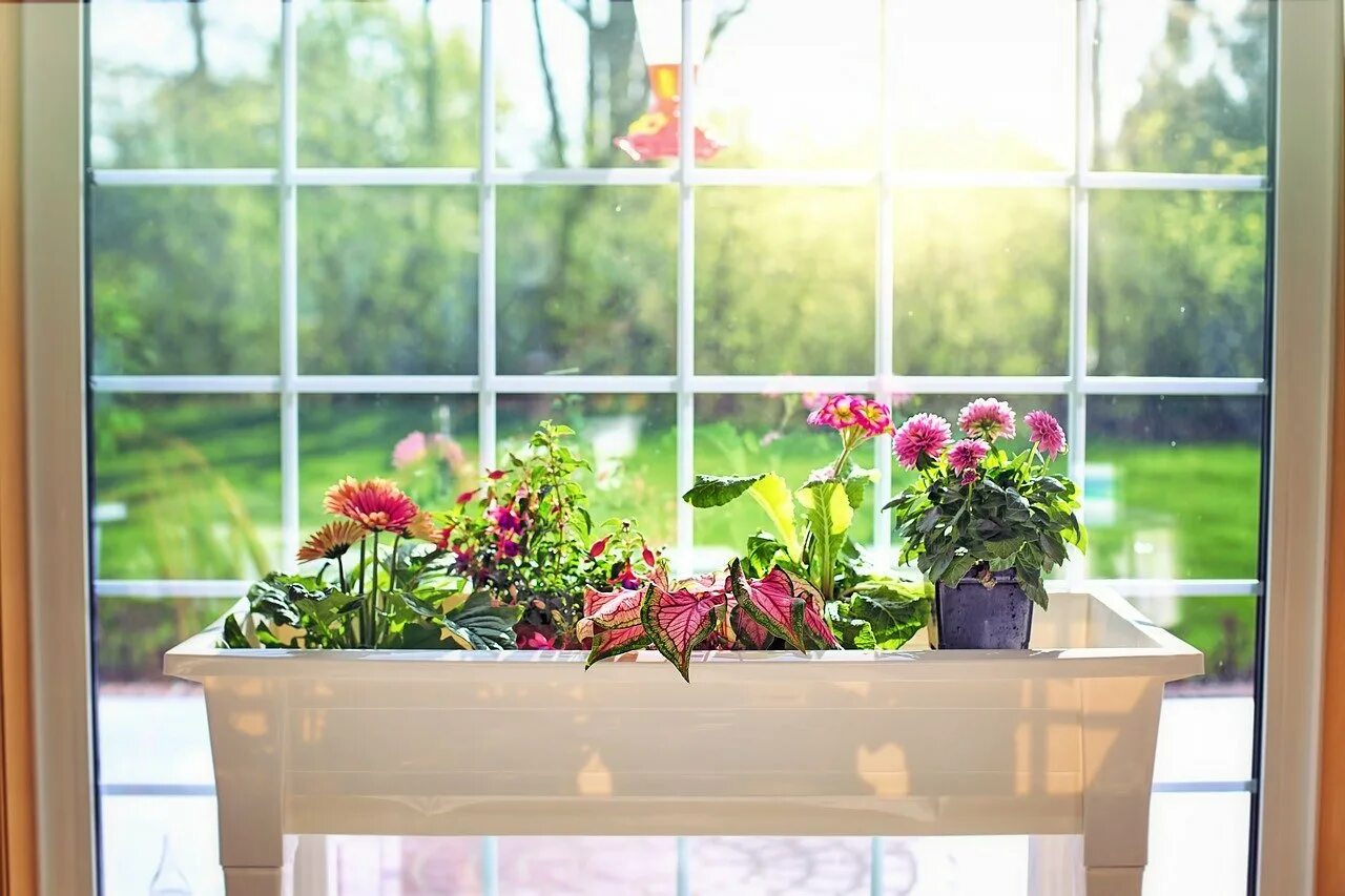 Indoor flowers. Подоконник с цветами. Цветы на подоконнике. Цветок в горшке на окне. Комнатные растения на окне.