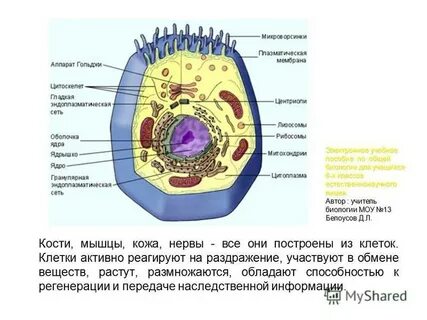 Цитоплазма передает наследственную информацию
