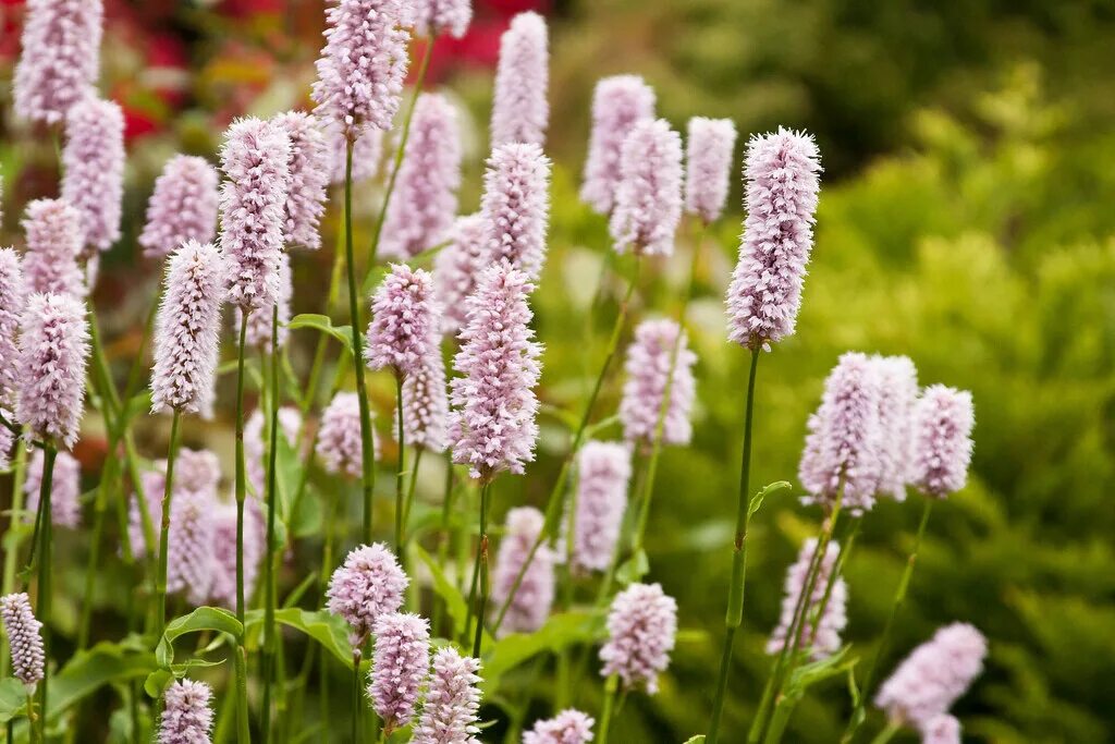 Горец bistorta superba. Горец змеиный (polygonum bistorta). Горец родственный superba. Персикария (горец) змеиный superba. Змеевик большой (горец змеиный).