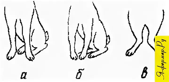 Сколько ног у кролика. Скакательный сустав у кролика. У кошки кривые передние лапы.