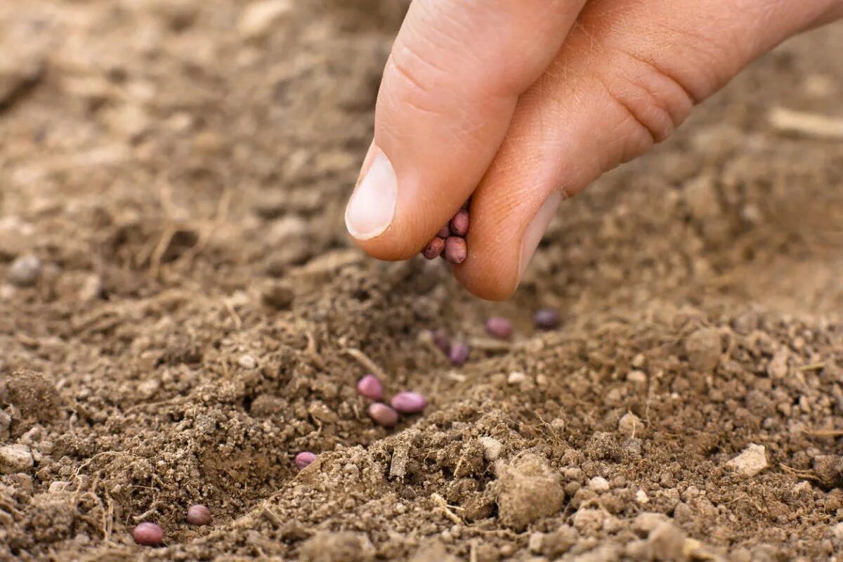 Подзимний посев семянян. Семена для посева. Семена в открытый грунт. Посадка семян в почву.