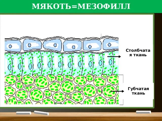 Мезофилл листа клетки. Губчатая ткань листа функции. Строение губчатой ткани листа. Столбчатая ткань листа рисунок. Функции ткани листа мезофилл.