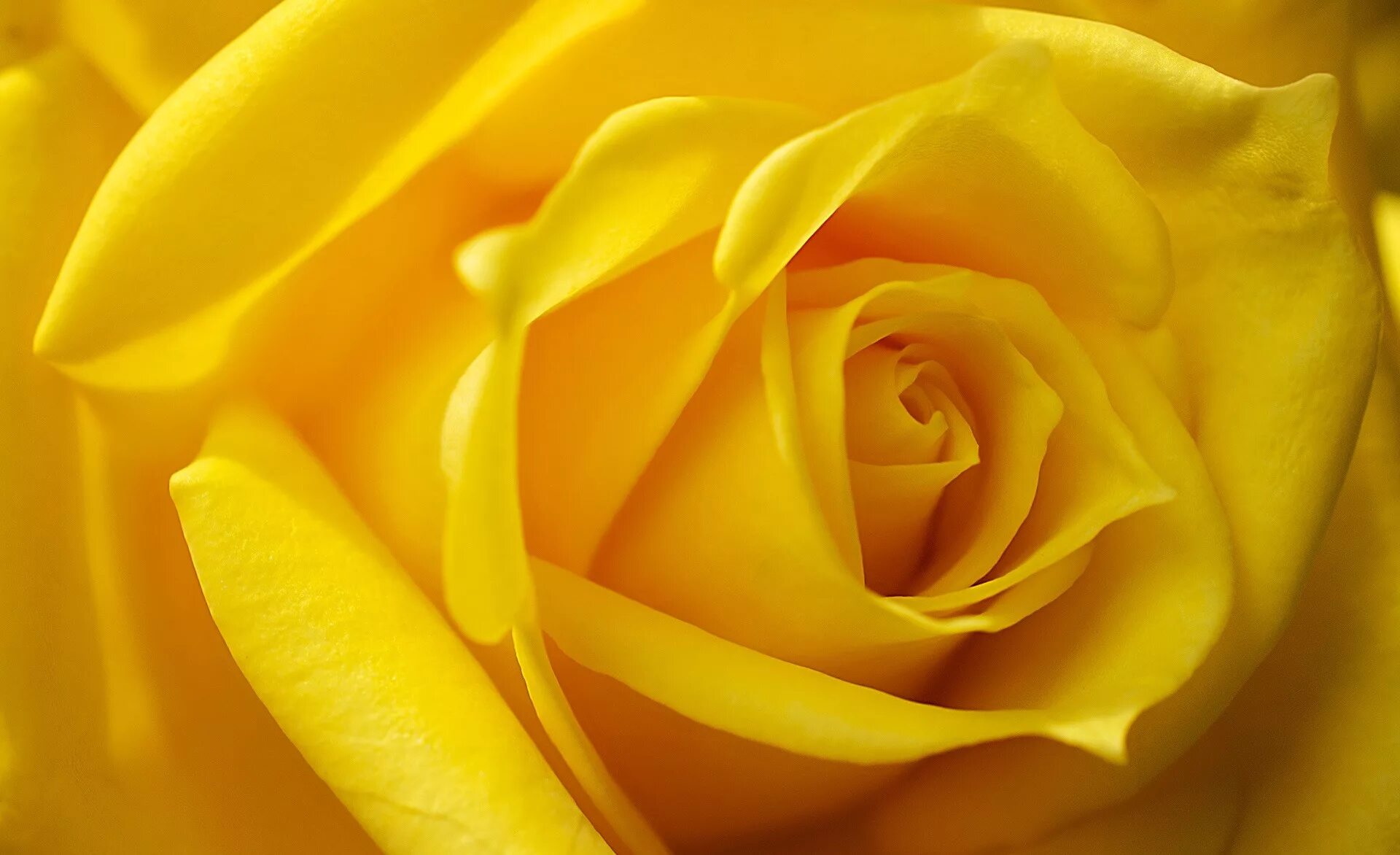 Йеллоу желтый. Желтые розы. Красивый желтый.