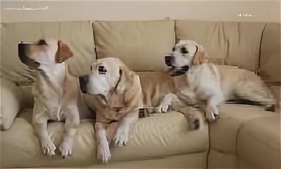 Лабрадор белый. Сколько живут лабрадоры девочки. Собака лабрадор самка. Метис лабрадора и ретривера. Лабрадор продолжительность жизни.