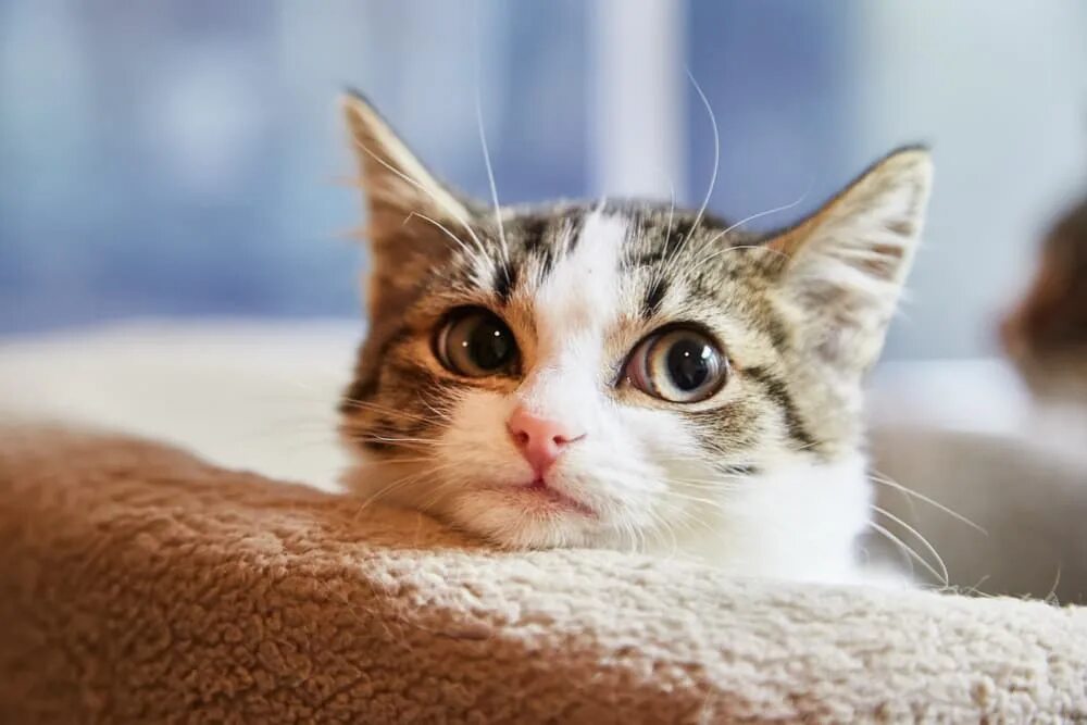 Cat org. So cat.