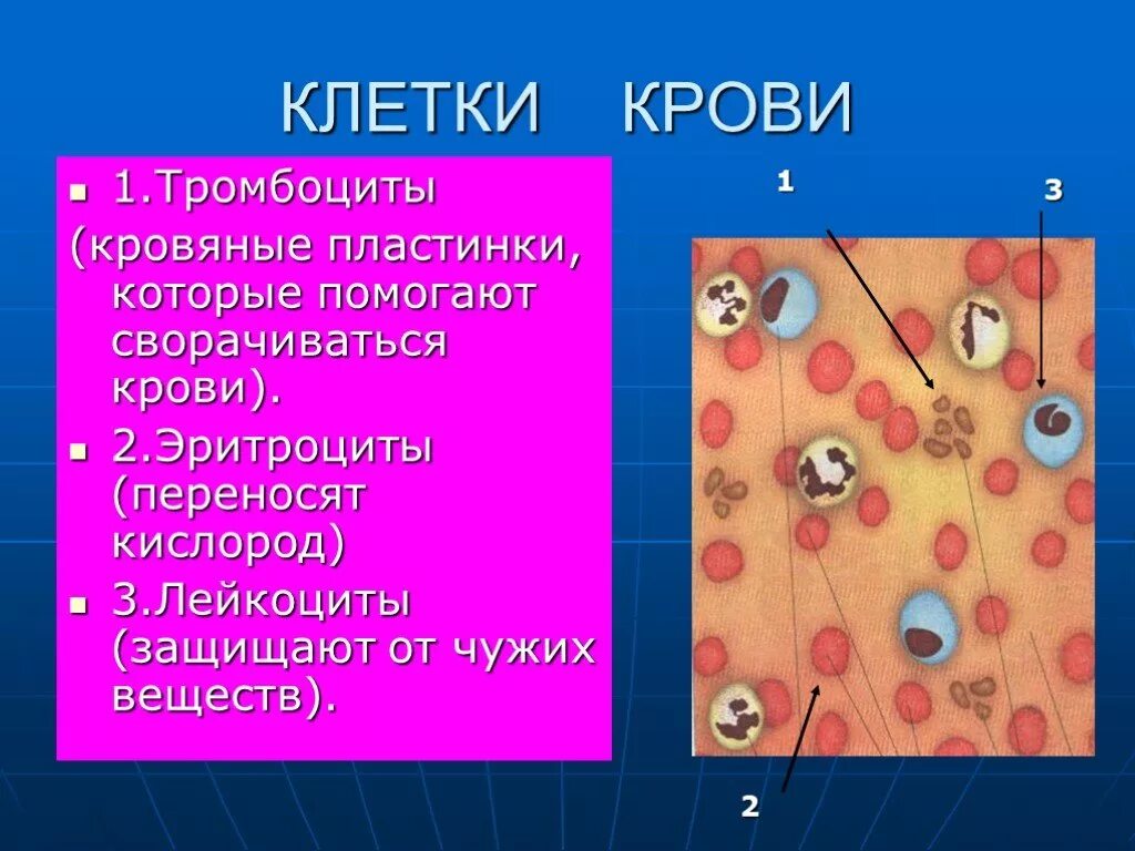 Кровь окружающий мир. Клетки крови. Клетки крови кратко. Типы клеток крови. Кровь эритроциты лейкоциты тромбоциты.