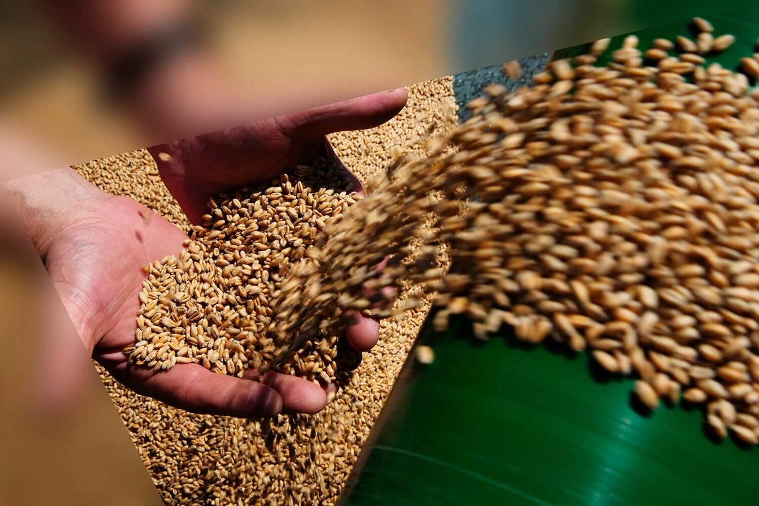Пшеница зерно. Обработка зерна. Семена сельское хозяйство. Урожай пшеницы.