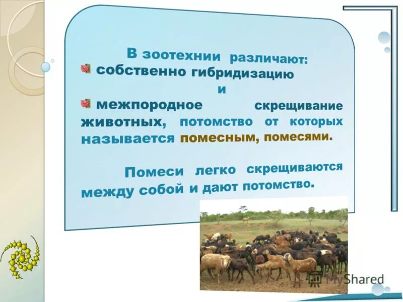 Проблемы зоотехнии. Основы зоотехнии. зоотехния презентация. зоотехния это наука. задачи по зоотехнии.