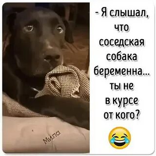 Сосед собака мужик