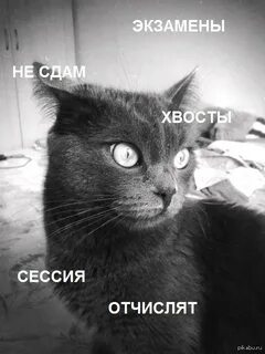 Она хотела повеситься но институт экзамены сессия
