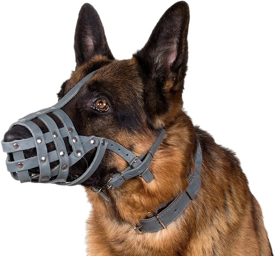 Выгул собак без намордника. Валта намордники для. Памятки по выгулу собак без поводка. Намордник антилай. Ответственность за выгул собак.