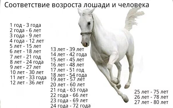 Сколько содержать лошадь. Соотношение возраста лошади и человека таблица. Таблица возраста лошади. Возраст лошади по человеческим меркам. Лошадиный Возраст на человеческий.