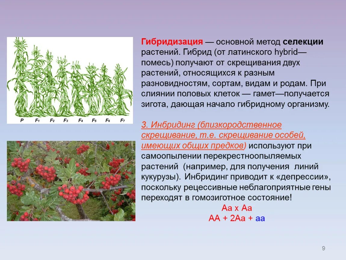 Межвидовая (отдалённая) гибридизация. Гибриды растений селекция. Межвидовые гибриды растений. Метод селекции растений. Гибриды как правило бесплодны