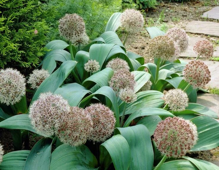 Купить аллиум каратавский ред джаент (allium karativiense red giant), 10 шт (раз