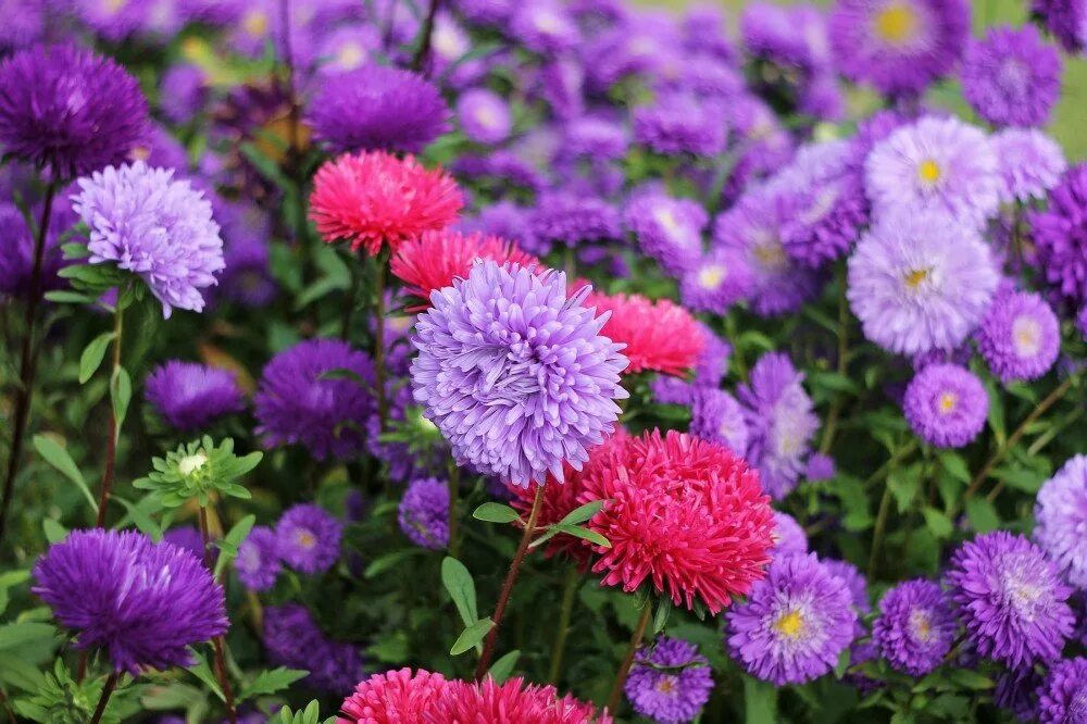 Включи астру. Включи астру. Хризантема гилберт пурпл. Включи астру. Включи астру.