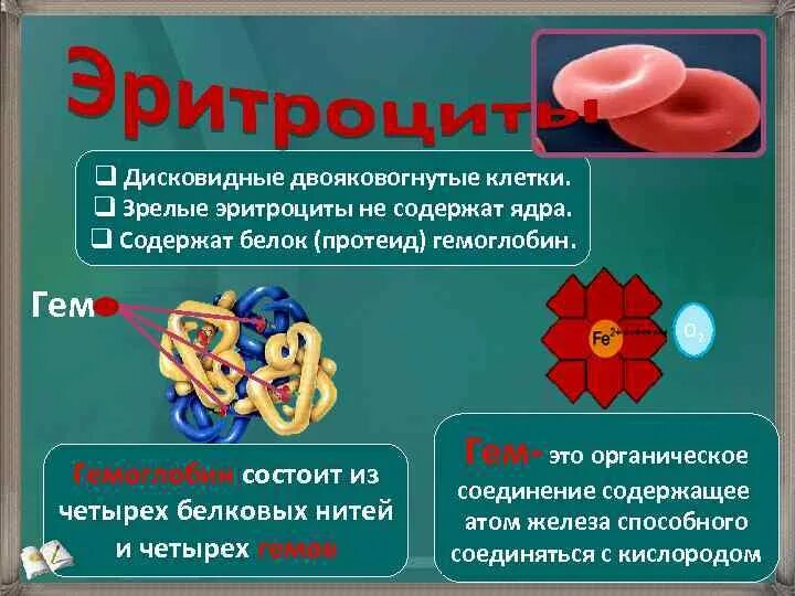 Зрелый эритроцит человека ядро. Эритроциты ядро. эритроциты не содержат ядра. содержат ли эритроциты ядро. эритроциты человека имеют ядро.