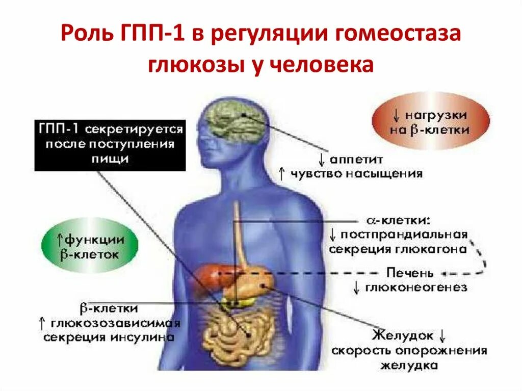 Роль гомеостаза в организме. Регуляция гомеостаза в организме человека. Регуляция гомеостаза Глюкозы. Роль Глюкозы в организме человека. Роль глюкозы в живых организмах