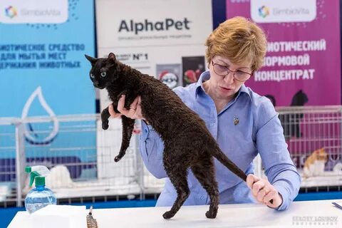 Выставка кошек калининград 2024