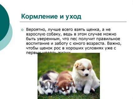 Какого щенка лучше