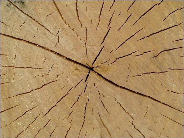 Трещина на дереве. Трещины древесины. Срез дерева текстура. Срез бревна. Торцевые трещины древесины.