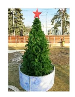 Ели до 5 метров высотой