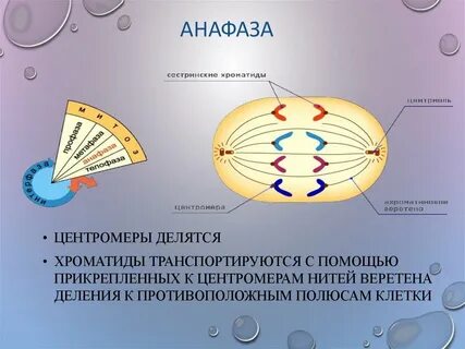 В анафазе деления