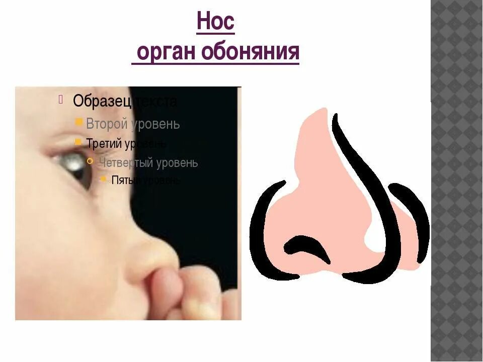 Нос обоняние. Нос -орган обоняния человека. Нос орган обоняния для детей. Иллюстрации органов обоняния. Обоняние детей