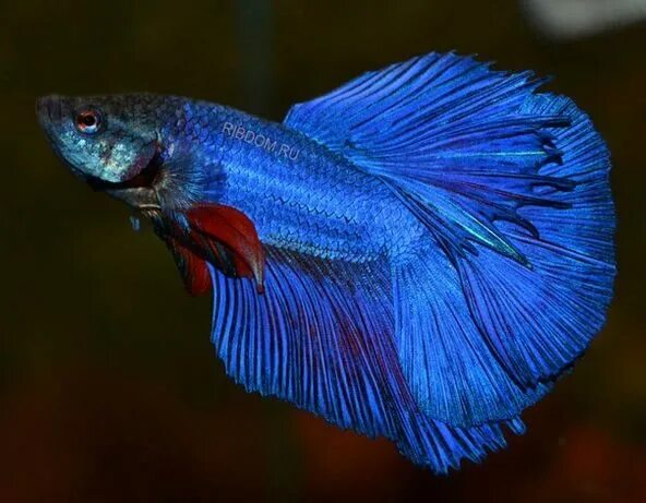 Рыбка петрушка. Петушок гло аквариумная рыбка. Сиамский петушок аквариумная рыбка. Бойцовая рыбка сиамский петушок. Петушок вуалевый самка.