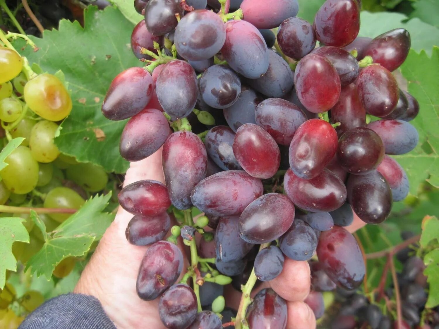 сорт винограда днепровская красавица. виноград красотка отзывы. красотка виноград зимостойкая. сорт винограда красотка. виноград красотка отзывы.