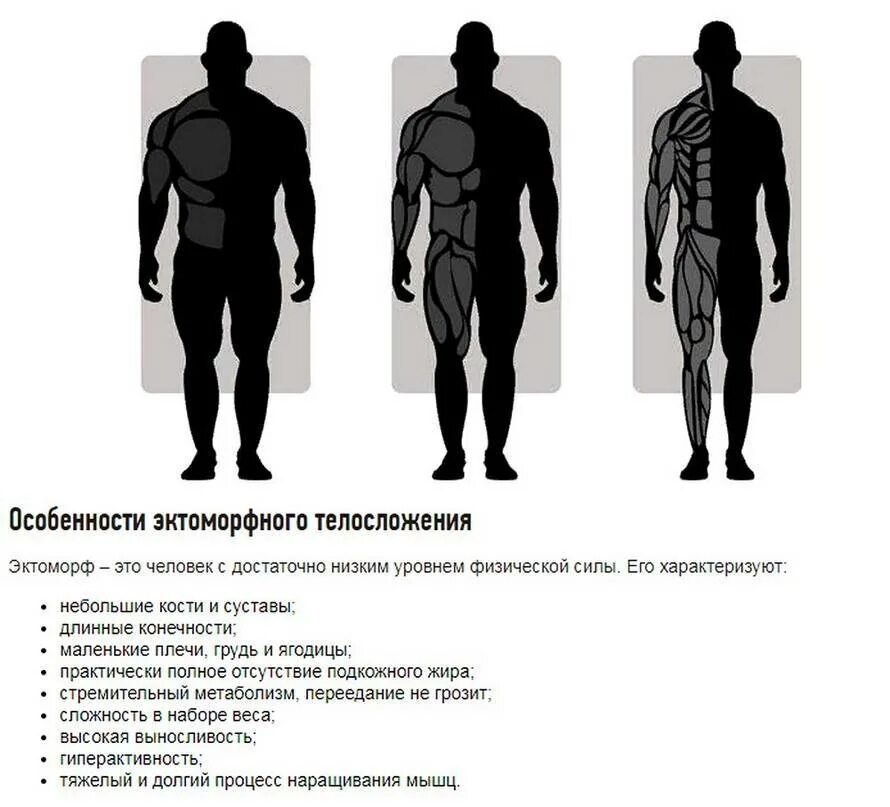 Кто такой эктоморф и мезоморф. Эктоморф мезоморф и эндоморф. Типы эктоморф мезоморф эндоморф. Типы фигур эктоморф эндоморф мезоморф. Тип телосложения эктоморф эндоморф.