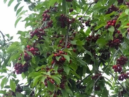 Черешни в запущенном