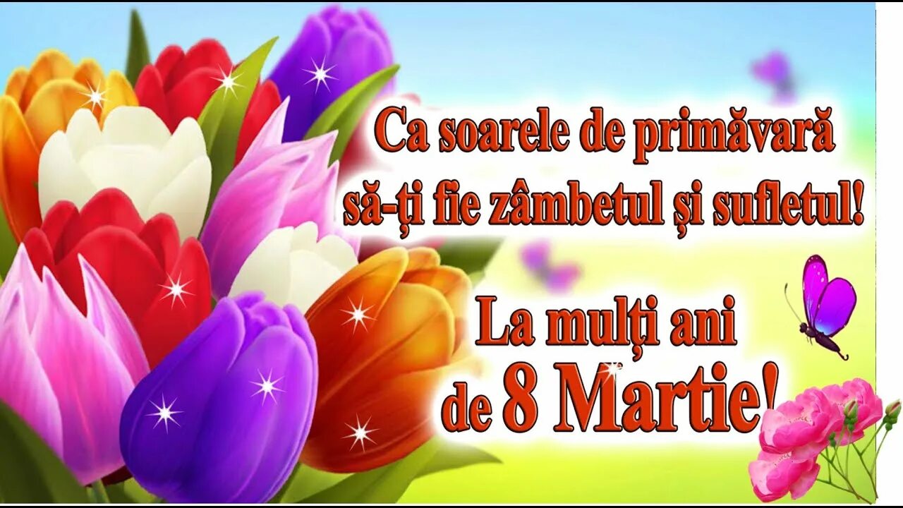 Ku 8martie. Порода собак ши-тцу. Ши-тцу. 8 martie. 8 цу.